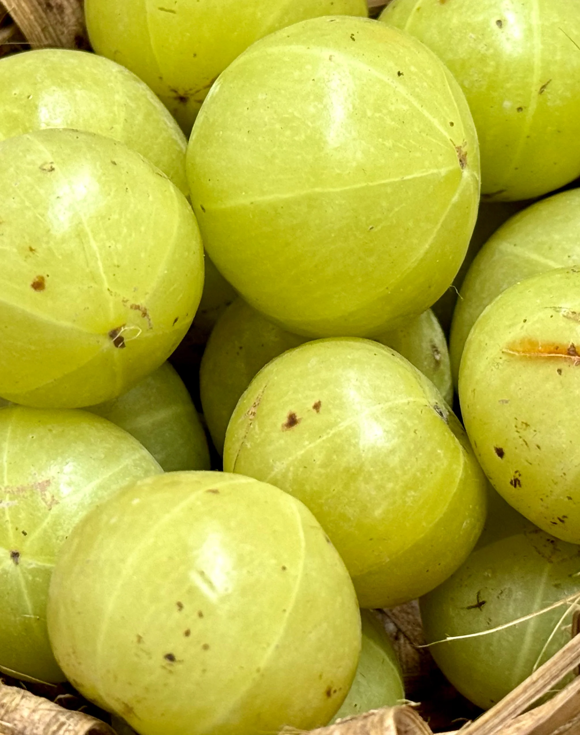 Amla Refill - Image 5