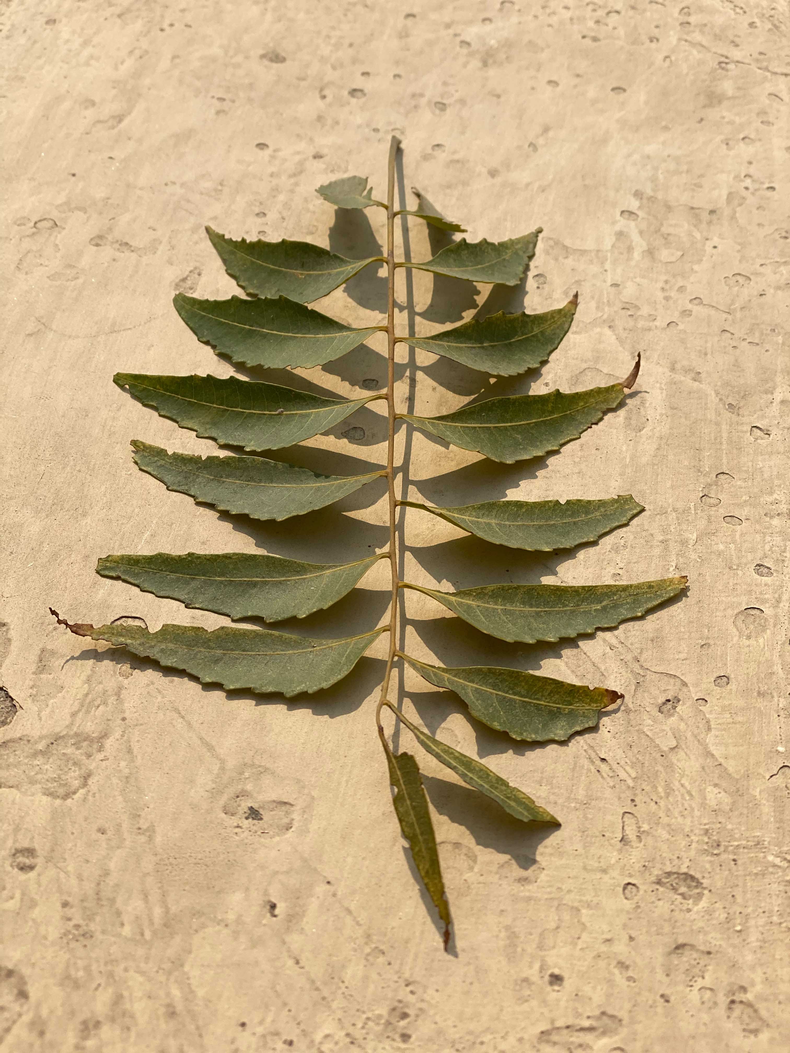 Neem Balance - Image 5